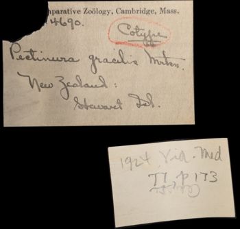 Media type: image;   Invertebrate Zoology OPH-4690 Aspect: labels2